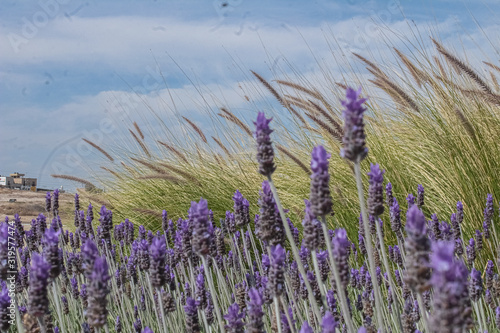 Fototapeta Naklejka Na Ścianę i Meble -  lavender field in the region
