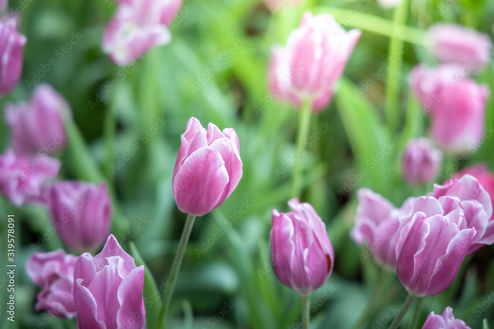 Obraz premium Beautiful bouquet of tulips. colorful tulips. nature background