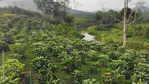Robusta coffee plantations during the coffee flowers blooming early morning aerial view on drones in the country. Thailand.