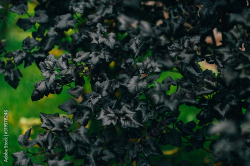 Physocarpus opulifolius "Diabolo", violet leaves