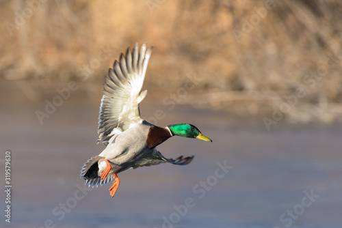 Waterfowl of Colorado. Male Mallard in flight above a lake.