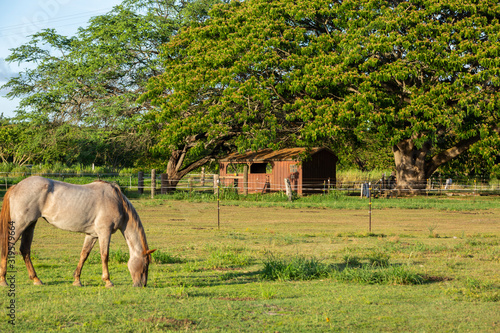 Vászonkép Horse ranch in the country in Hawaii