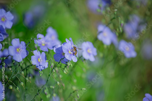 Honey bee collect nectar from Blue large flowers of garden Linum perenne, perennial flax, blue flax or lint against sun. Decorative flax in decor of garden plot. Natural background