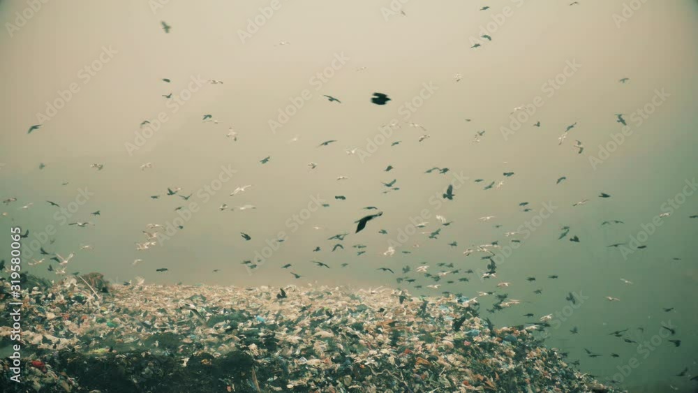 4K pollution. A cluster of wild birds. City dump background. 4K pollution. A cluster of wild birds. City dump background.