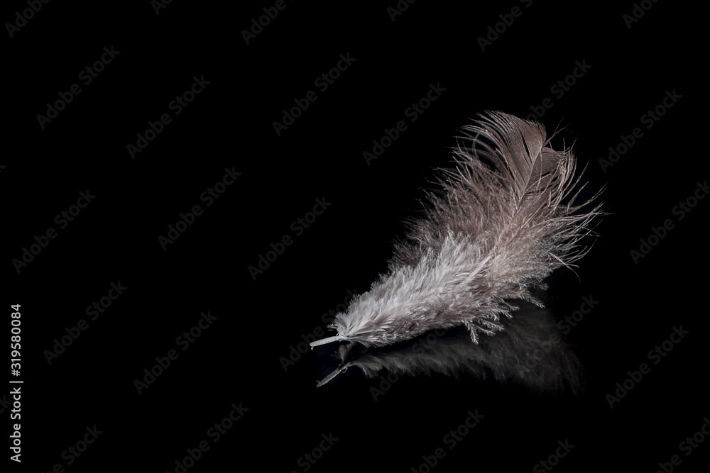 Feather or plumage, feather of a bird on the black background. Happy easter concept, background. Feather or plumage, feather of a bird on the black background. Happy easter concept, background.