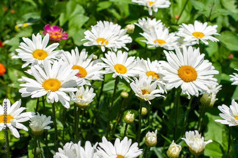 Close up shot of white daisy flowers Close up shot of white daisy flowers