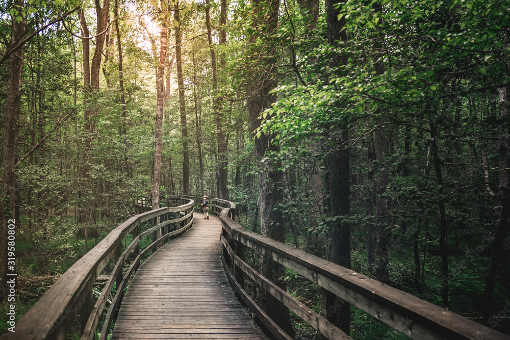 Bridge Into the Forest of Trees Bridge Into the Forest of Trees