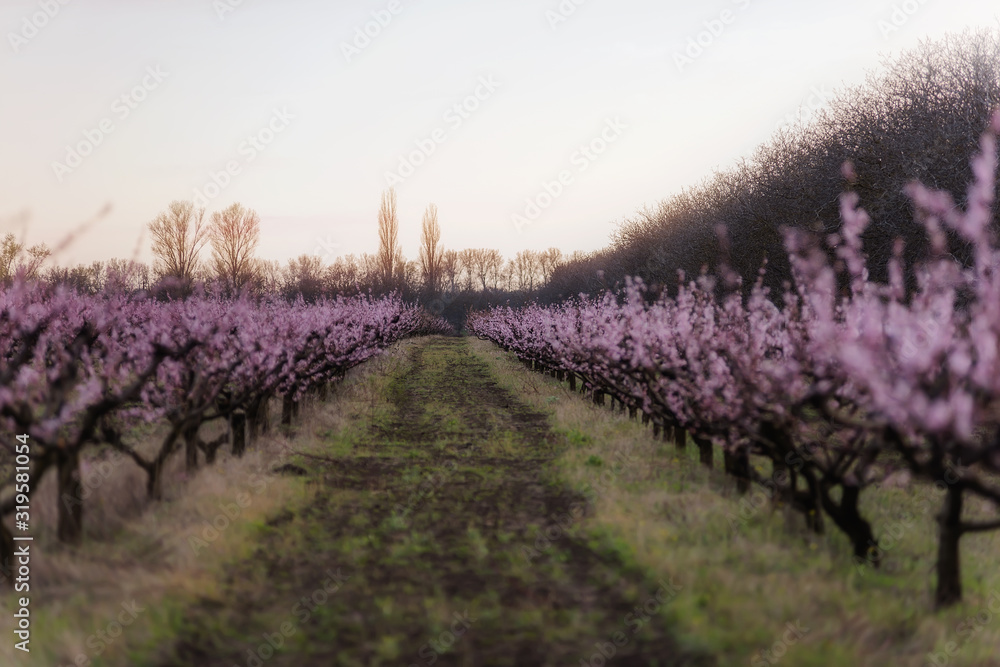 Fototapeta premium Blooming gardens. Beautiful flowers on fruit trees.