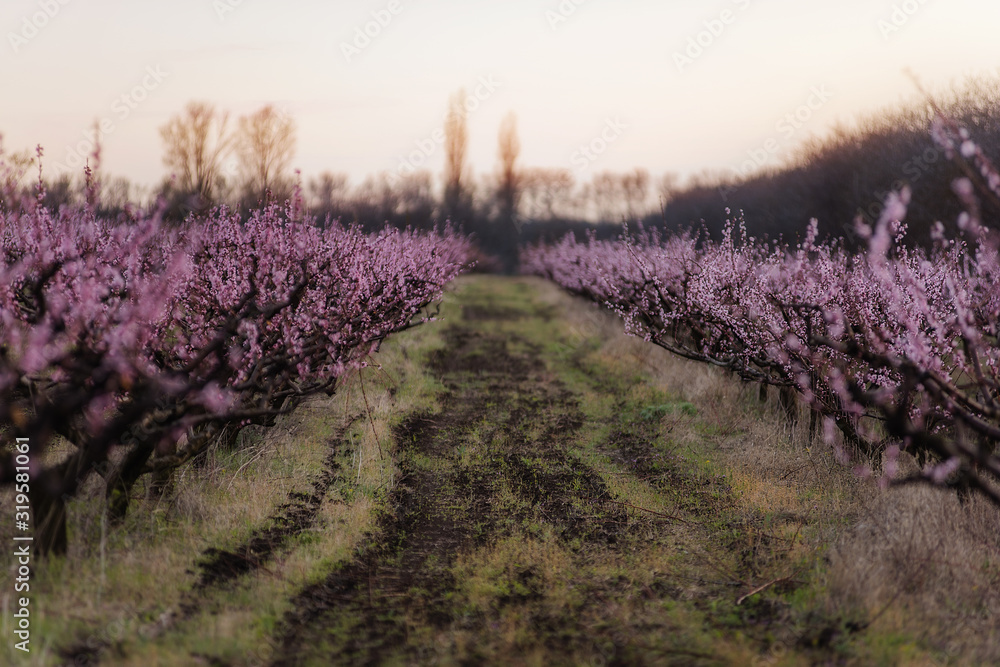Fototapeta premium Blooming gardens. Beautiful flowers on fruit trees.