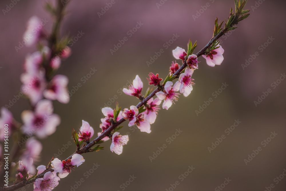 Blooming gardens. Beautiful flowers on fruit trees. Blooming gardens. Beautiful flowers on fruit trees.