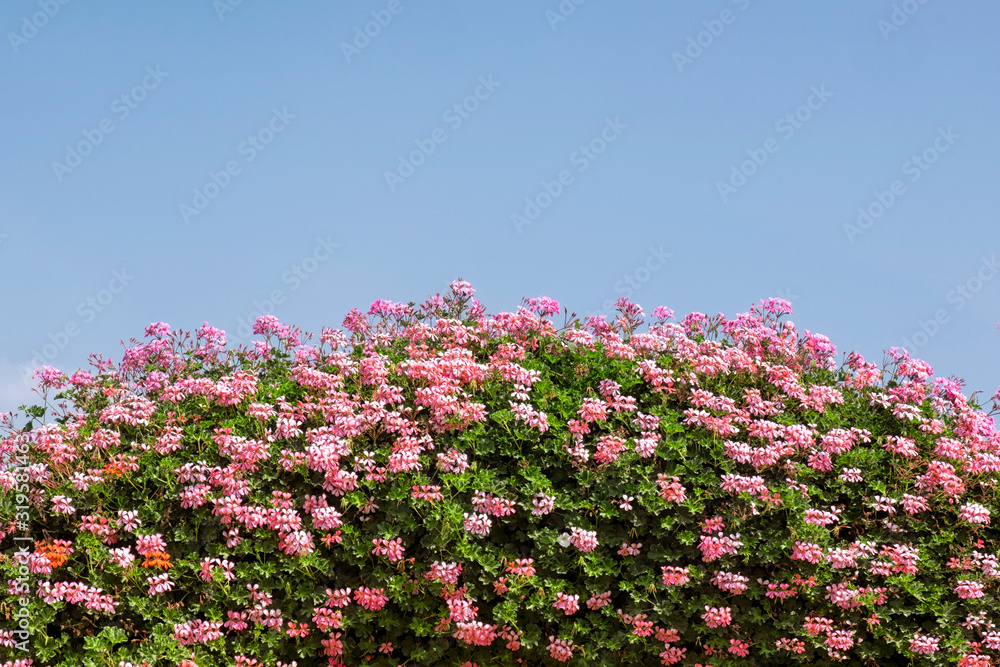 Blossoming flowers Blossoming flowers