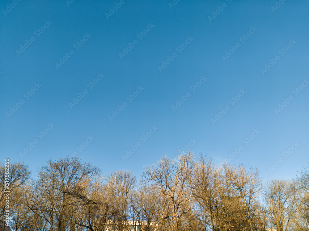 Clear cloudless blue sky and leafless trees on the sunny day Clear cloudless blue sky and leafless trees on the sunny day