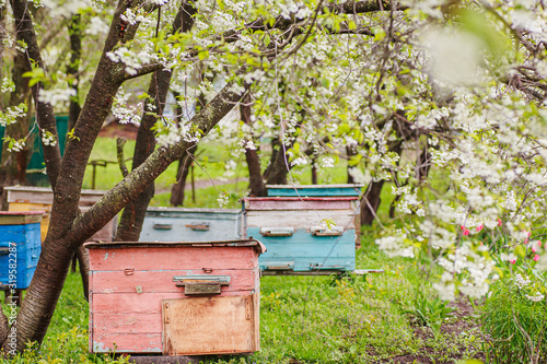 Pink single-hull ediary is given on apiary in spring. Hives in flowering garden in Ukraine in April. first honey pickings and pollen collection by honeybees. Preparing apiary for honey season.