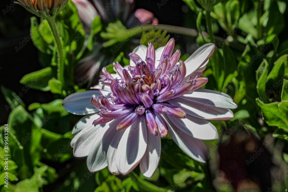 flower in garden flower in garden
