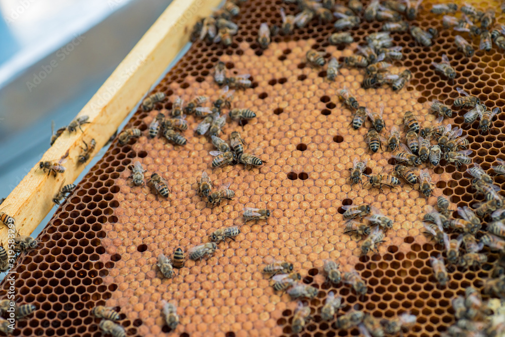 Frame with honey bees, open and sealed brood and honey. Work on apiary. selective focus. Frame with honey bees, open and sealed brood and honey. Work on apiary. selective focus.