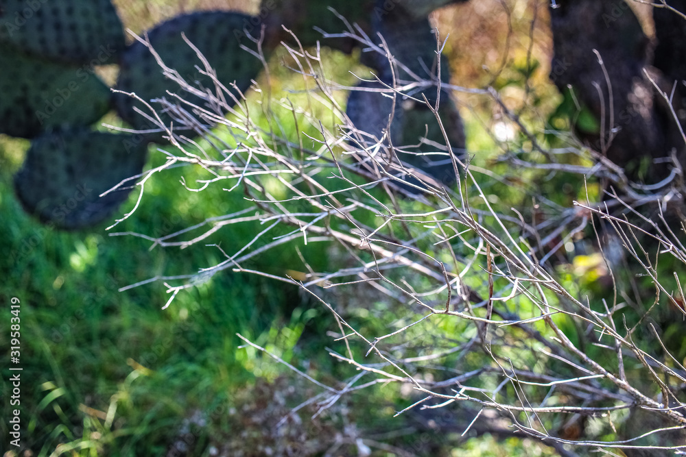 Obraz premium dry branch