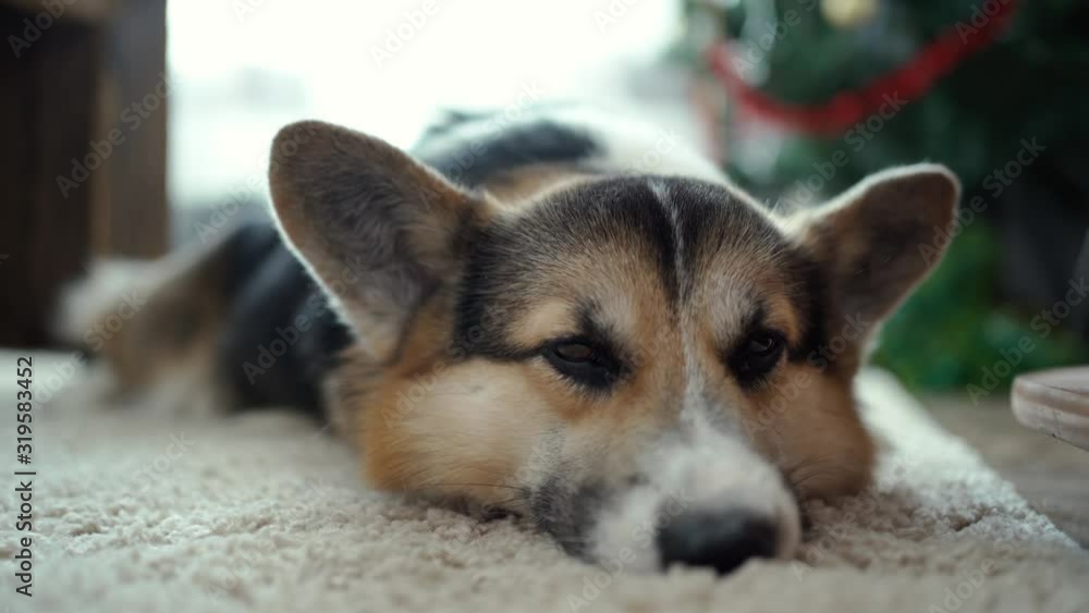 closeup sad looking bog lying on the floor at home. Cute adorable tricolor Welsh Corgi Pembroke indoors closeup sad looking bog lying on the floor at home. Cute adorable tricolor Welsh Corgi Pembroke indoors