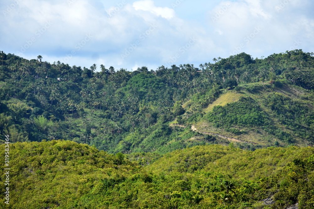 Fototapeta premium Forest Trees Mountain Sky And Clouds
