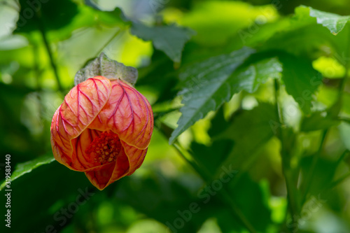 Abutilon pictum (Redvein Abutilon) or Chinese Lantern - Below photo