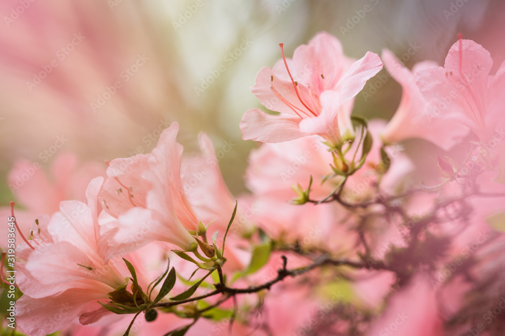 Light Pink Azalea Flowers with Bokeh
