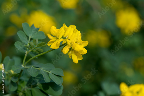 Coronilla Valentina photo