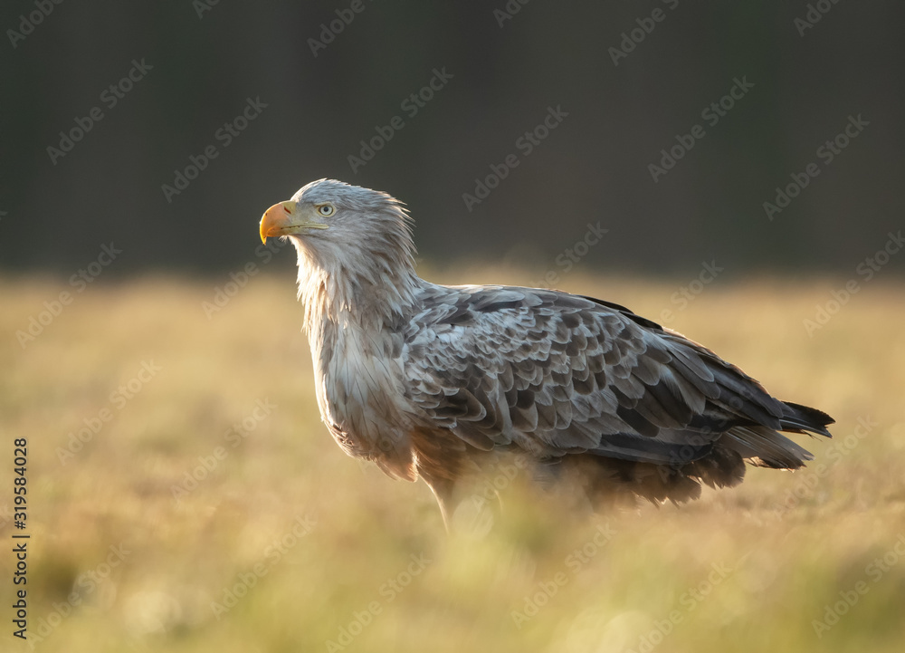 White tailed eagle (Haliaeetus albicilla) White tailed eagle (Haliaeetus albicilla)