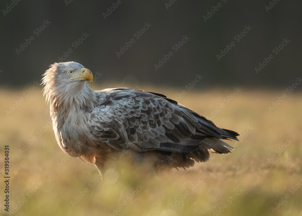 White tailed eagle (Haliaeetus albicilla) White tailed eagle (Haliaeetus albicilla)