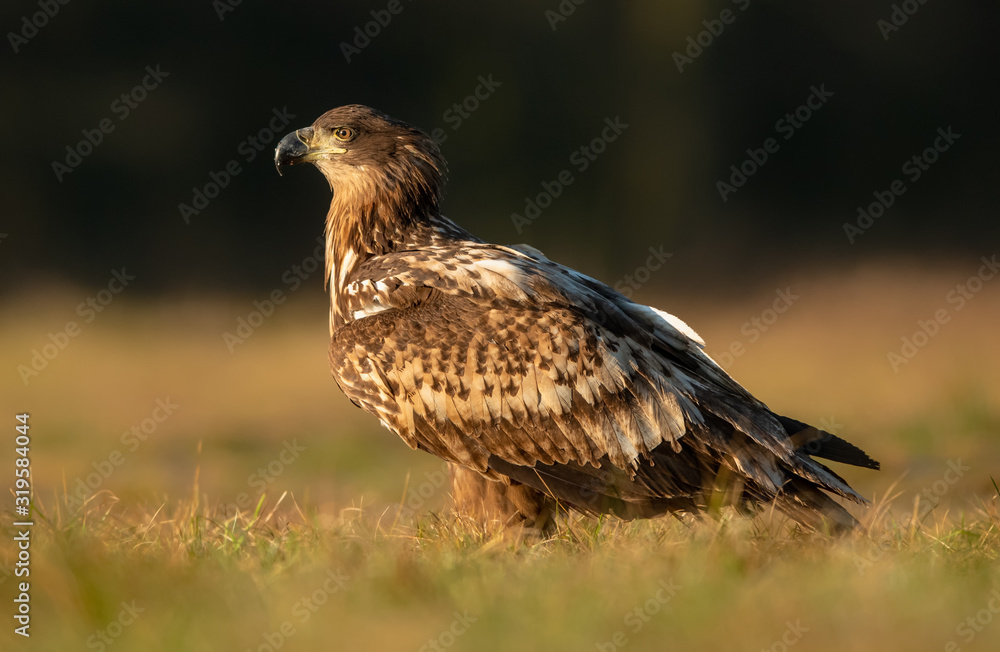 White tailed eagle (Haliaeetus albicilla) White tailed eagle (Haliaeetus albicilla)