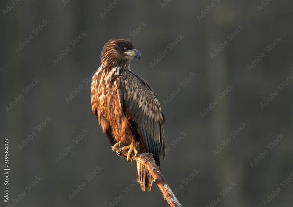 White tailed eagle (Haliaeetus albicilla) White tailed eagle (Haliaeetus albicilla)