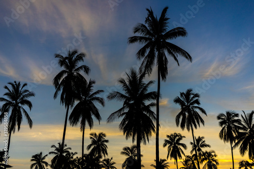 palmeras © christian
