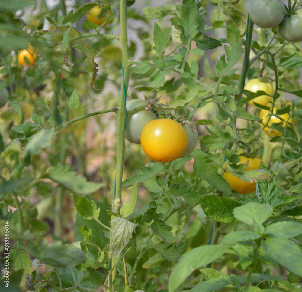 Organic growing yellow tomato on tree