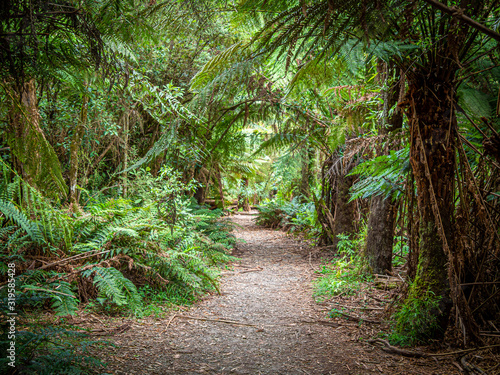 Fototapeta Naklejka Na Ścianę i Meble -  Fern Tree Walk