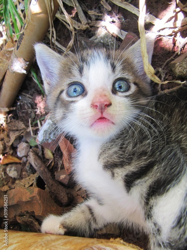 cat with green eyes
