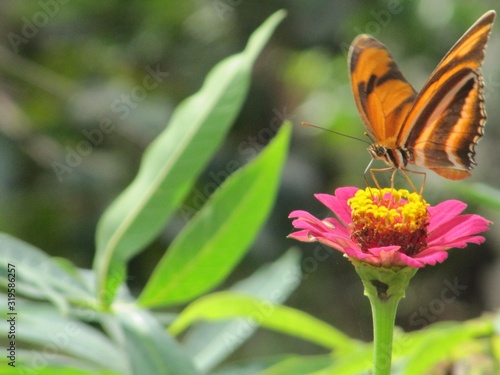 butterfly on flower