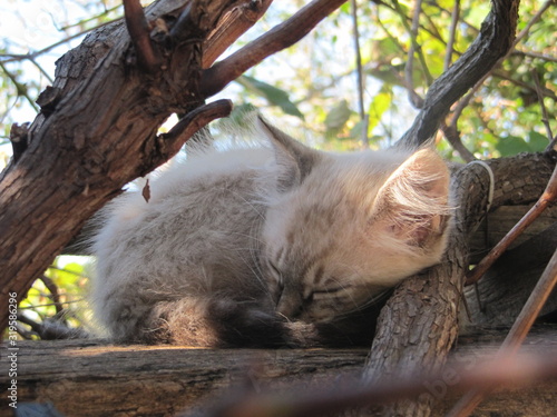 cat slepping