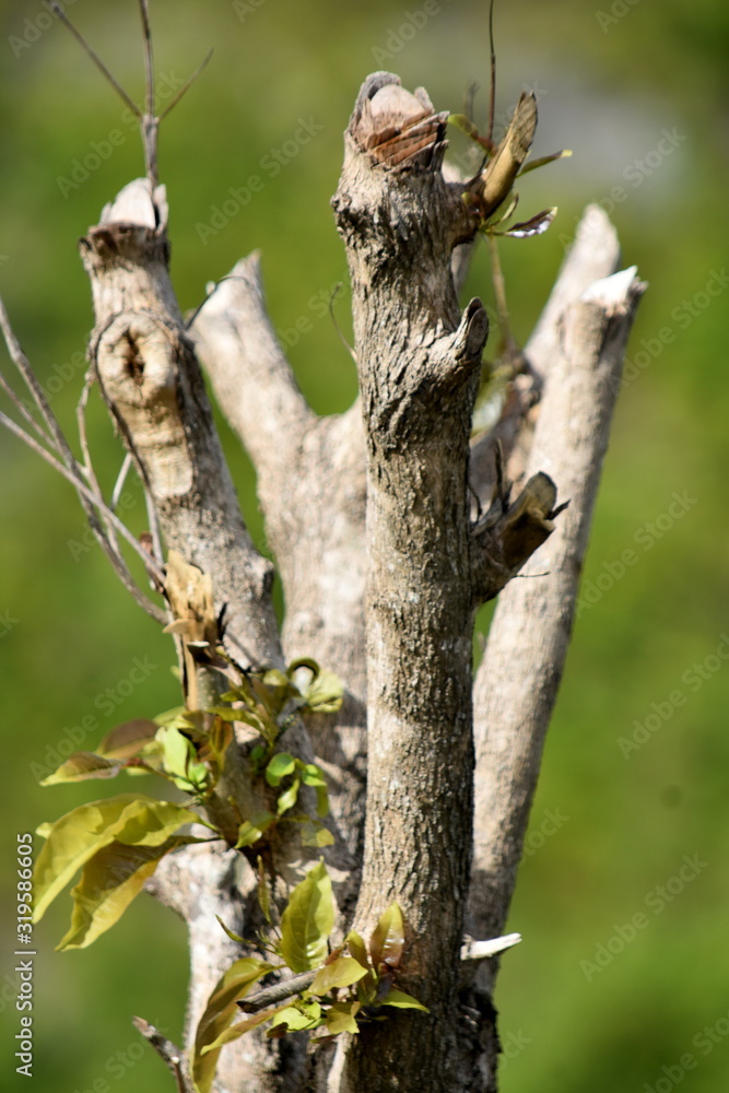 A Tree Branches In Nature View A Tree Branches In Nature View