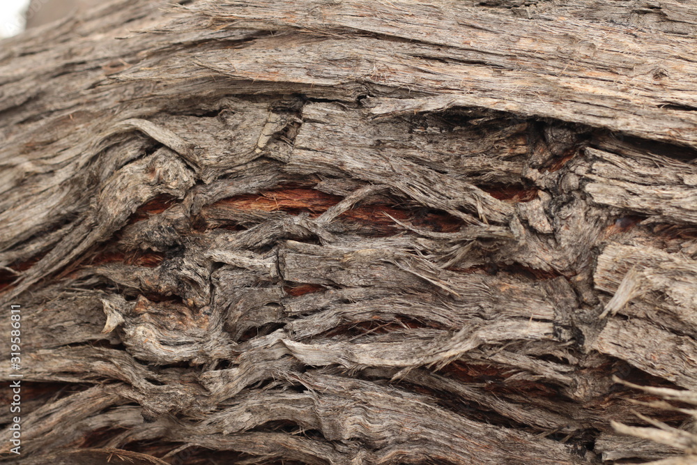 close up of the red and dark colors and textures of Native Australian 'stringy bark' trees, with twists and holes and valley patterns in the aged bark. close up of the red and dark colors and textures of Native Australian 'stringy bark' trees, with twists and holes and valley patterns in the aged bark.