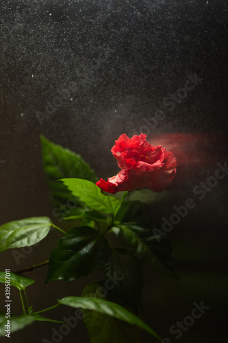 red hibiscus flower on dark background with water spray