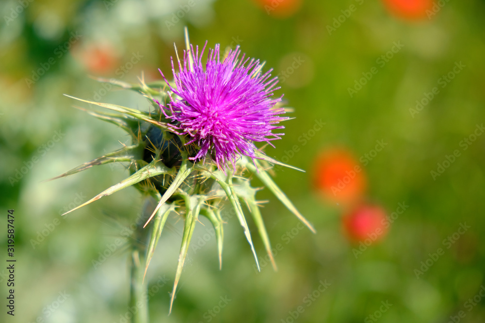 Close up of a thistle flower in bloom, with blurred wild field background Close up of a thistle flower in bloom, with blurred wild field background