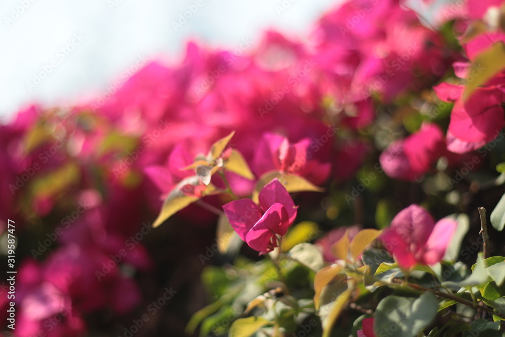 Fototapeta premium pink flowers in the garden