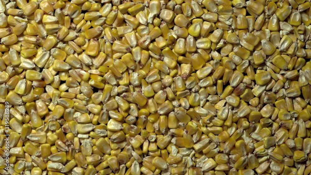 Full-frame of Maize grains, Corn kernels in rotation Full-frame of Maize grains, Corn kernels in rotation