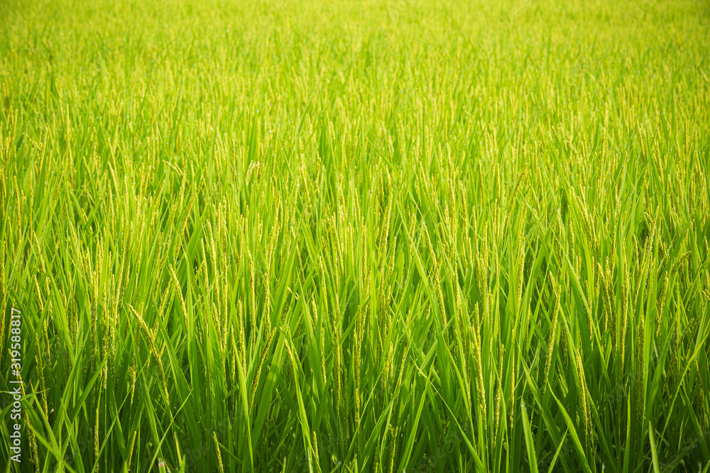 若い稲穂