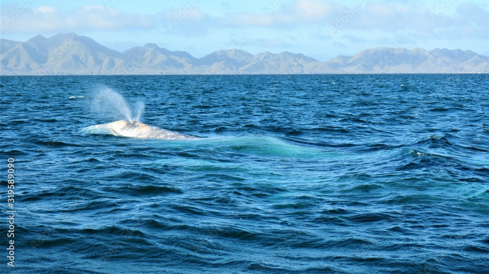 spouting humpback whale in the sea spouting humpback whale in the sea