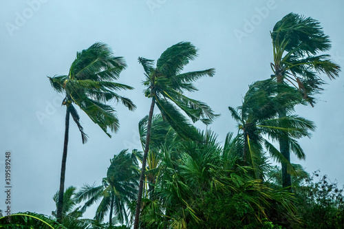 Fotografija Wind and rain blowing palm trees during a typhoon in the Philippines