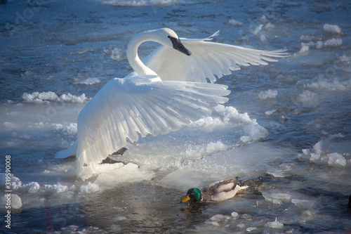 Swan landing on water