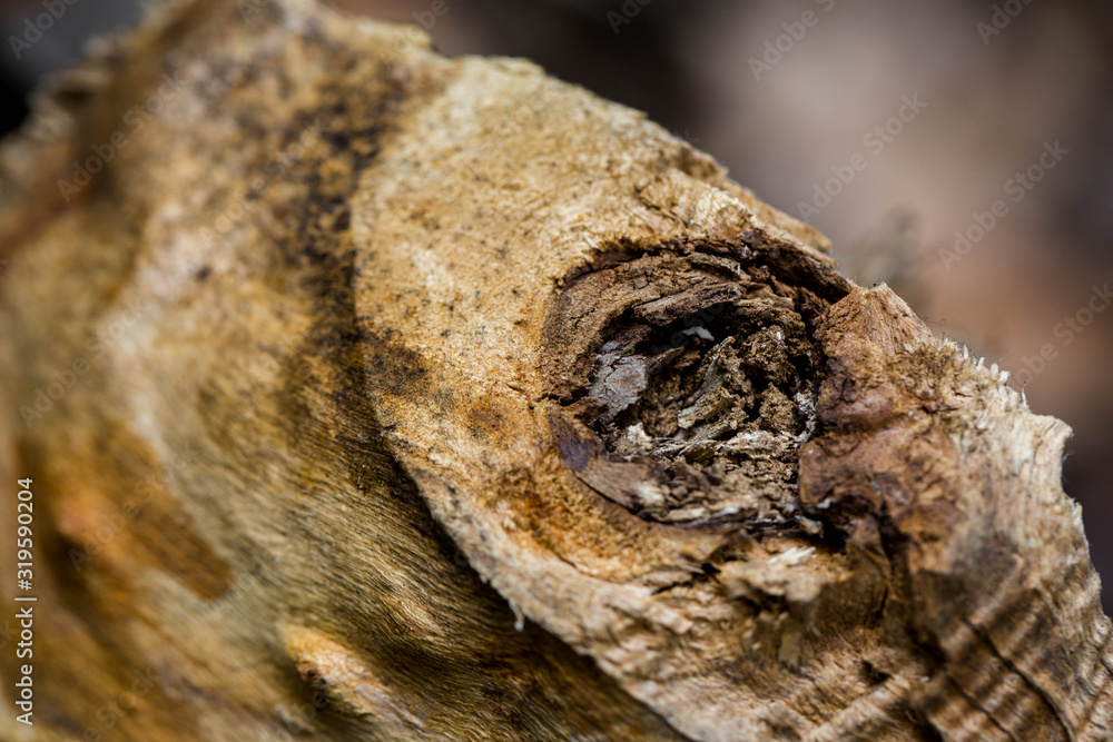 Knotty Wood Tree Stump