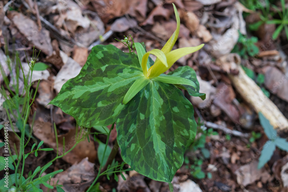 Yellow Trillium wildflower close-up Yellow Trillium wildflower close-up