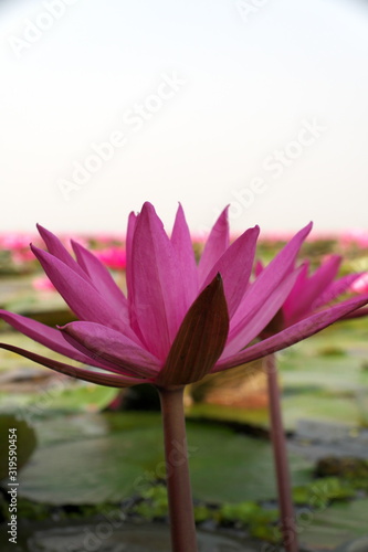 Udon Thani,Thailand-January 22, 2020: Closeup of water lilies on Red Lotus Lake or Talay Bua Daeng in Udon Thani, Thailand
