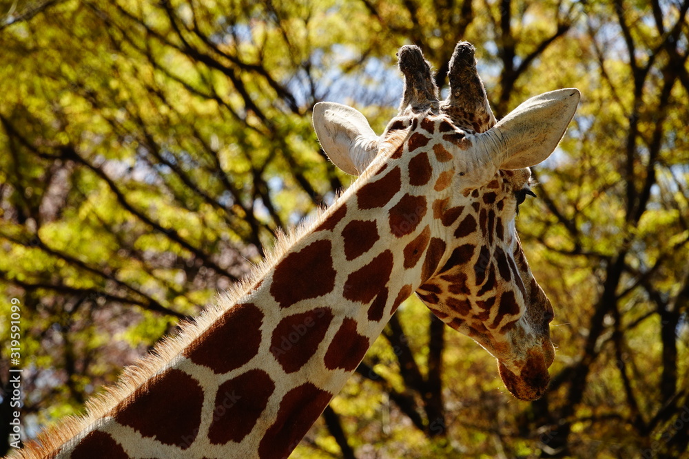 Obraz premium キリン