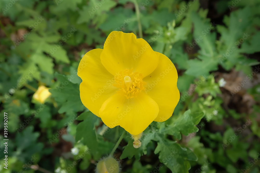 Woodland Poppy, yellow wildflower close-up Woodland Poppy, yellow wildflower close-up